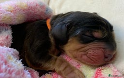Cocker Spaniel dogs for sale: KC Show Carefully bred for Health and Temperament  - Image 21