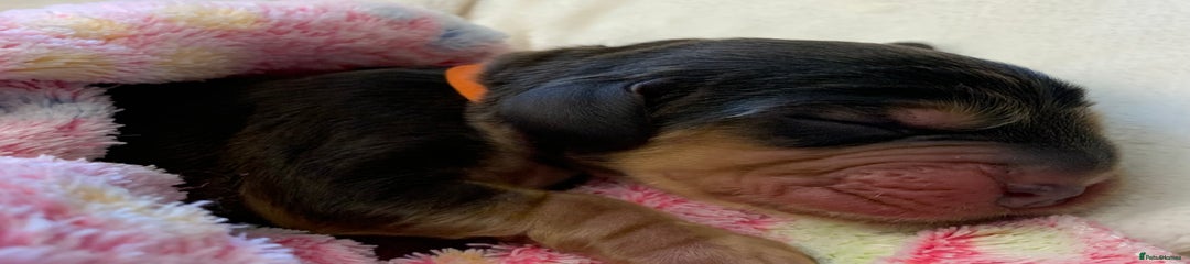 Cocker Spaniel Puppy 4