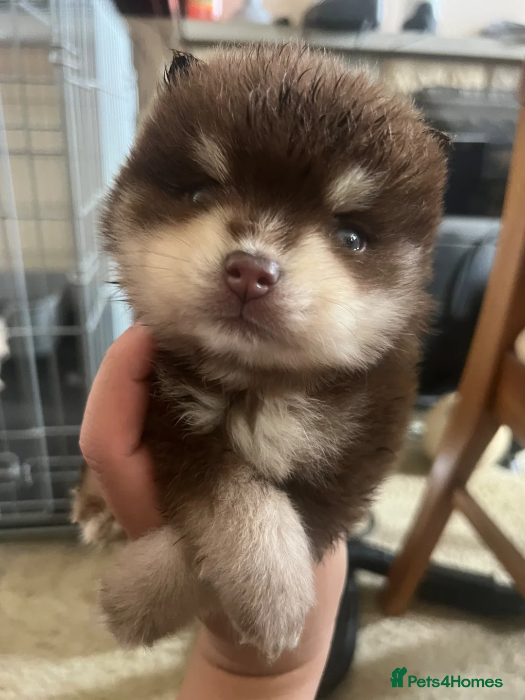 Pomsky dogs for sale: Pomsky puppies  - Advert 2