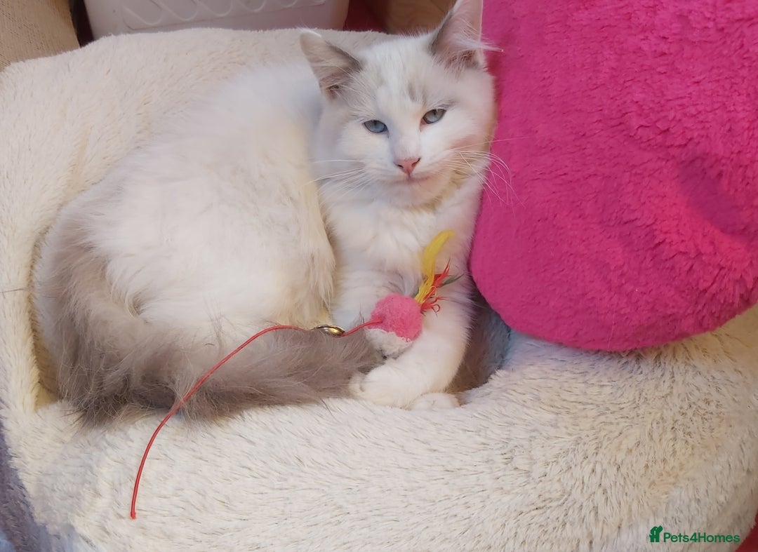 Ragdoll cats for sale: RAGDOLL BICOLOUR BOY BLUE EYES READY NOW! - Image 5