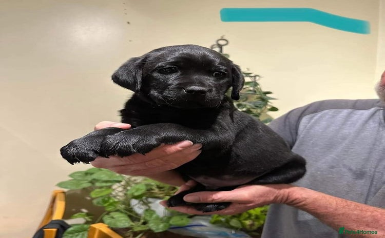 Labrador Retriever dogs - Advert 4