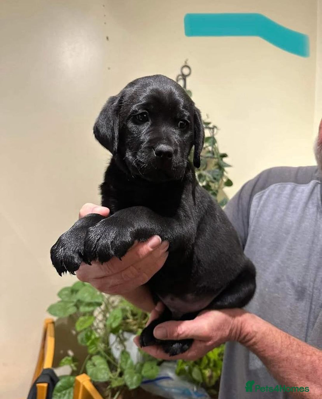 Labrador Retriever dogs for sale: Playful black & golden Labrador pups - Image 1
