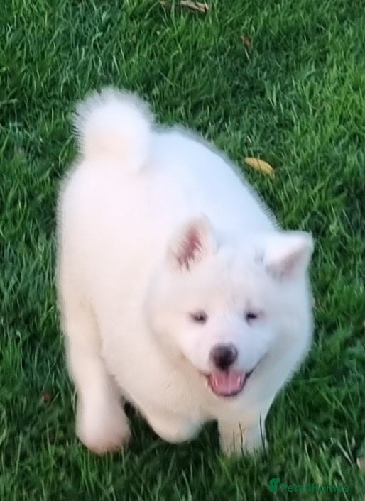 Akita dogs Akita pups READY  - Advert 1