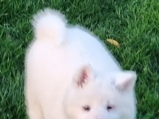 Akita dogs Akita pups READY - Advert 7