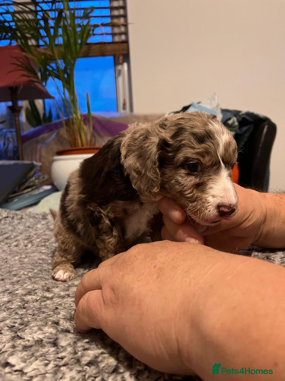 Cockapoo dogs for sale: Cockapoo puppies  - Advert 17