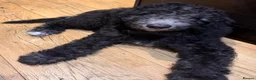 Mixed Breed dogs for sale: Gorgeous large Doodle Boy Puppy ‘Obi’ - Advert 25