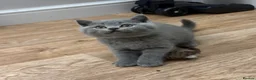 British Shorthair cats for sale: REDUCED GCCF active, 5 gen championship BSH - Advert 15