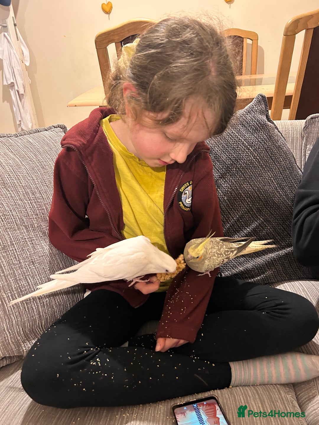 Cockatiels birds for sale: 2 Cockatiels for Sale with cage  - Image 2