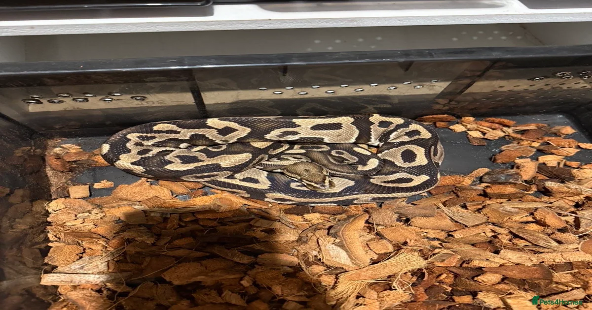 Python Snake Reptiles for sale | Pets4Homes