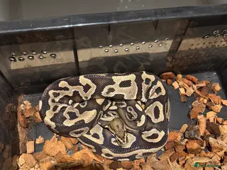 Python Snake reptiles 3 stunning ball python for sale - Advert 1