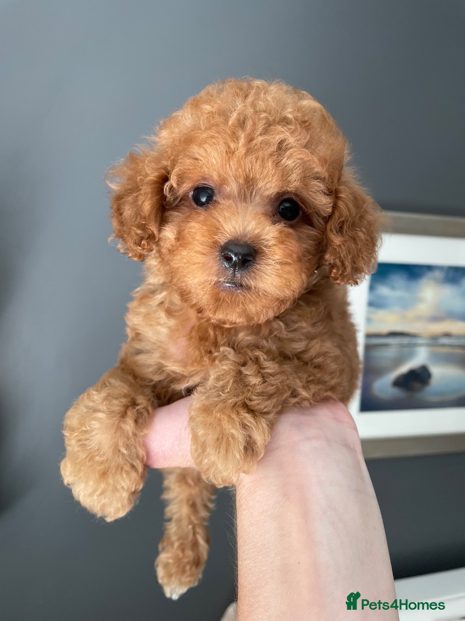 Cockapoo dogs Incredibly fluffy Tiny Toy F1B Cockapoo pups - Advert 1