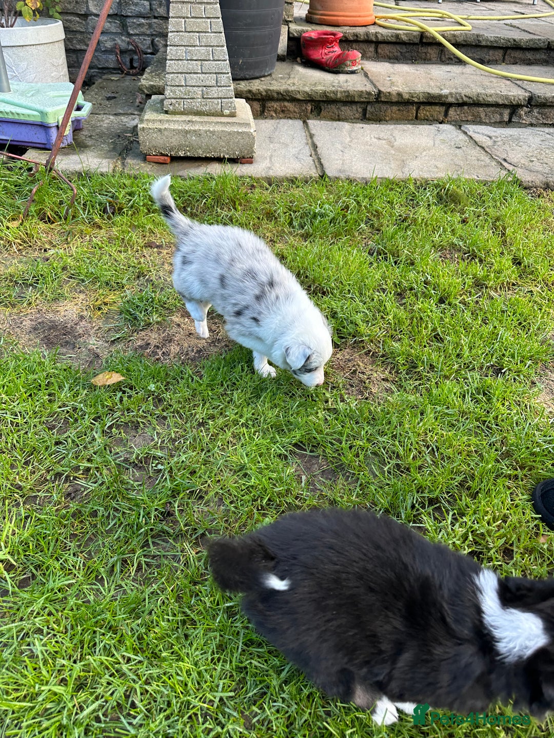 Border Collie dogs for sale: Beautiful litter of 8 border collies puppies - Advert 26