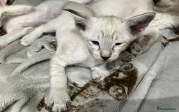 Siamese cats for sale: Siamese kittens - Image 7