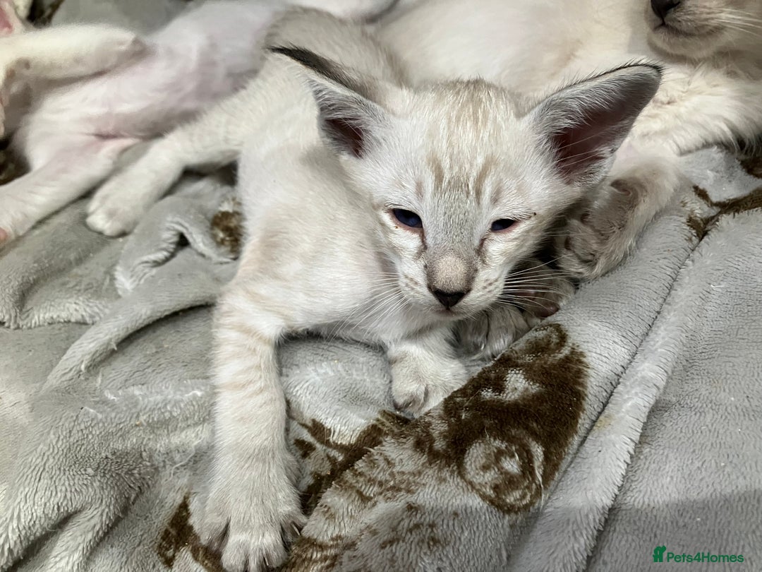 Siamese cats for sale: Siamese kittens - Image 7