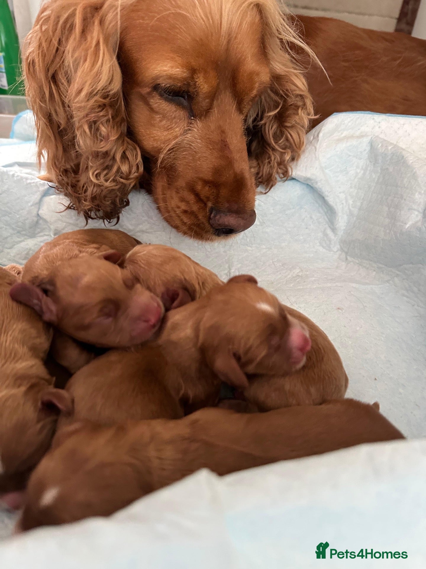 Cocker Spaniel dogs Cocker Spaniel Puppies - Advert 1