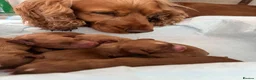 Cocker Spaniel dogs for sale: Cocker Spaniel Puppies - Advert 1