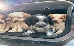 Sprocker dogs for sale: 🧡 Sprocker Puppies 💛 - Image 17