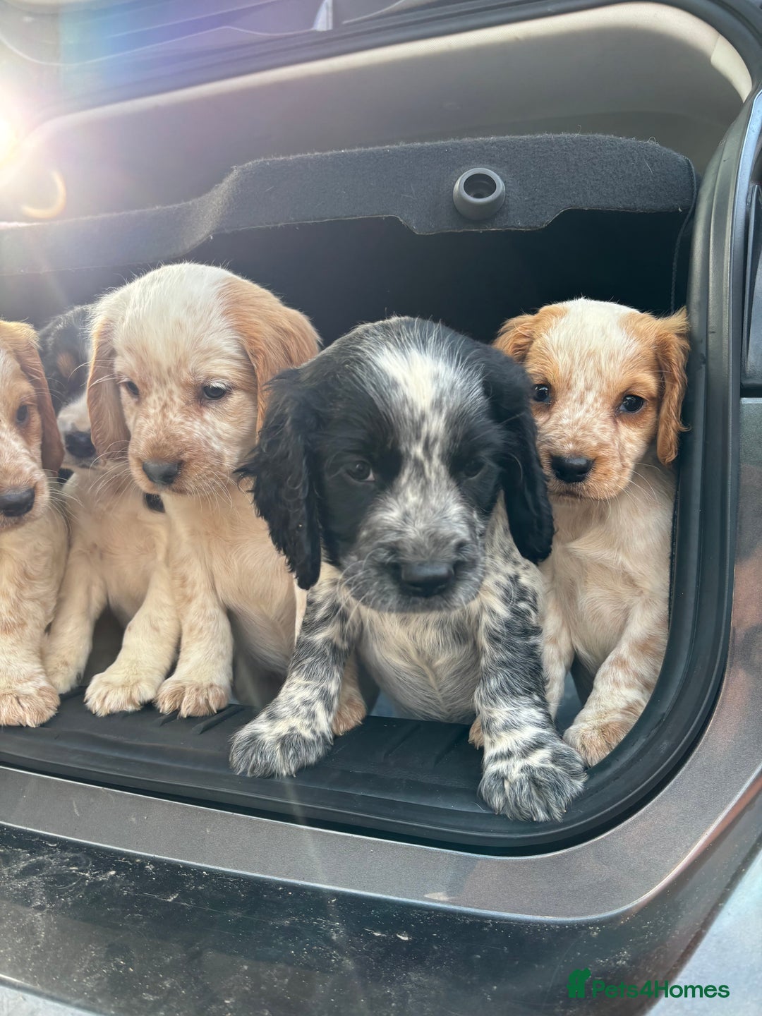 Sprocker dogs for sale: 🧡 Sprocker Puppies 💛 - Image 17