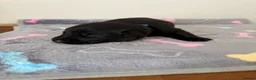 German Shepherd dogs for sale:  German Shepherd puppies - Advert 25