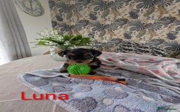 Yorkshire Terrier dogs for sale: Stunning yorkshire terriers for sale - Image 19