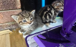 Mixed Breed cats for sale: Kittens - Image 4