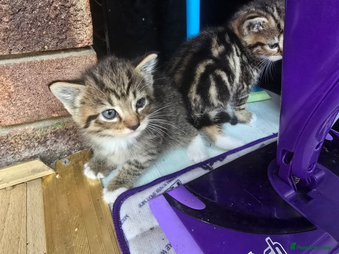 Mixed Breed cats for sale: Kittens - Image 4