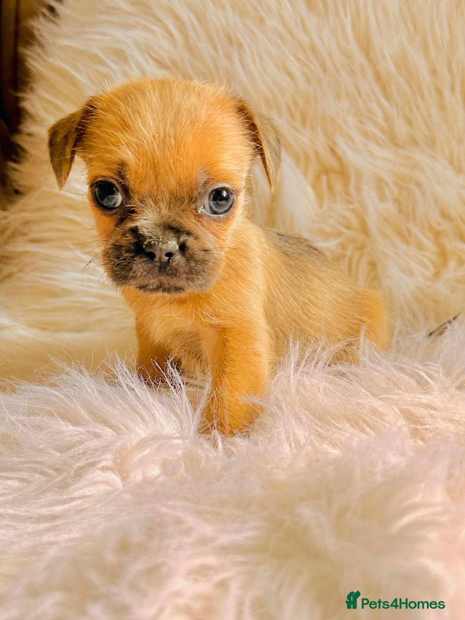 Mixed Breed dogs for sale: Shih Tzu x Frenchie pups - Advert 28