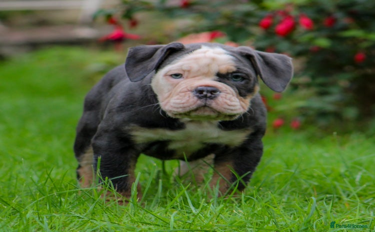 Olde English Bulldogge dogs - Advert 9