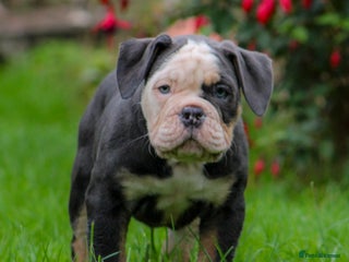 Olde English Bulldogge dogs - Advert 27