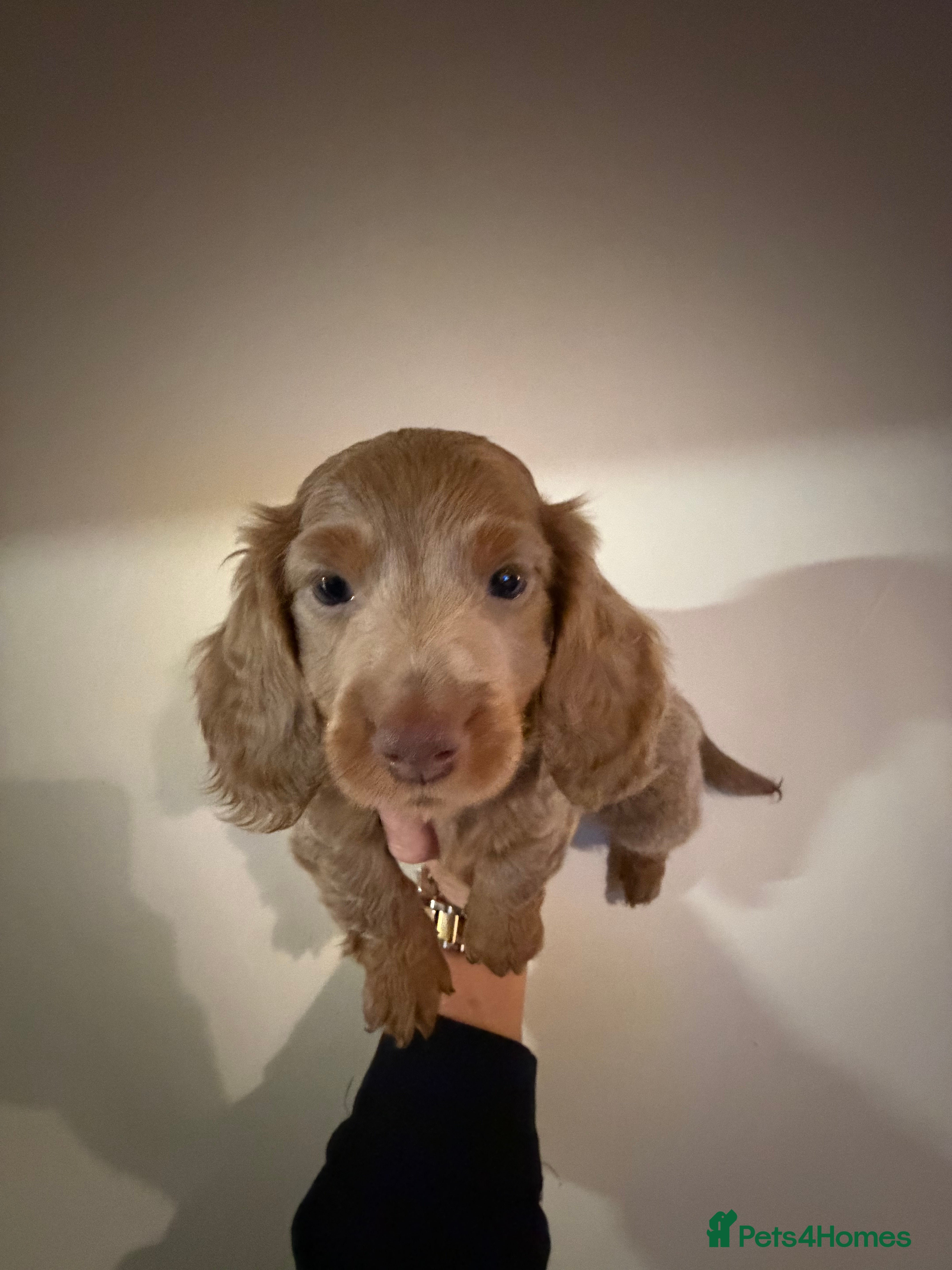 Miniature Dachshund dogs Miniature Dachshund READY NOW  **  **  - Advert 17