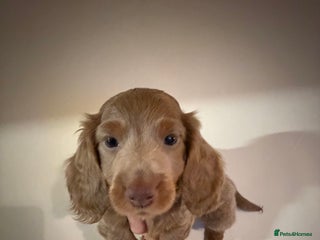 Miniature Dachshund dogs Stunning Miniature Dachshund kc reg 1 long hair x - Advert 4