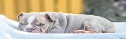 English Bulldog dogs for sale: Ready to leave ENGLISH BULLDOG PUPPIES  in Castleford - Advert 4