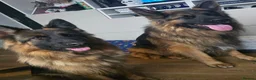 German Shepherd dogs for sale: German Shepherd Pair Seeking Experienced Home - Advert 1
