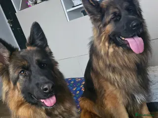 German Shepherd dogs German shepherd pair - Advert 6
