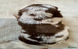 Miniature Dachshund dogs for sale: Stunning Kc Reg Long Hair Mini Dachshund puppies  - Image 25