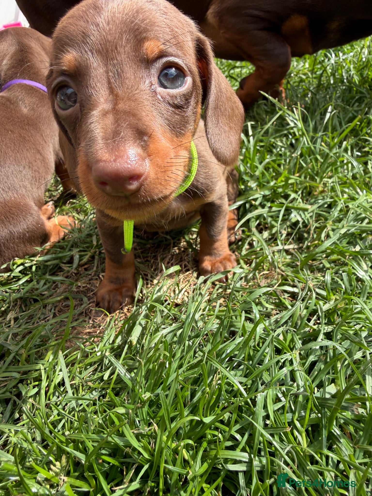 Miniature Dachshund dogs for sale: 🐶 Miniature Dachshund puppies! 🐶 - Advert 5