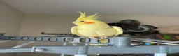 Cockatiels birds for sale: Loving male cockatiel looking for home in Reading - Advert 6