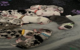 Mixed Breed dogs for sale: beautiful Bull/Greyhound puppies  - Image 19