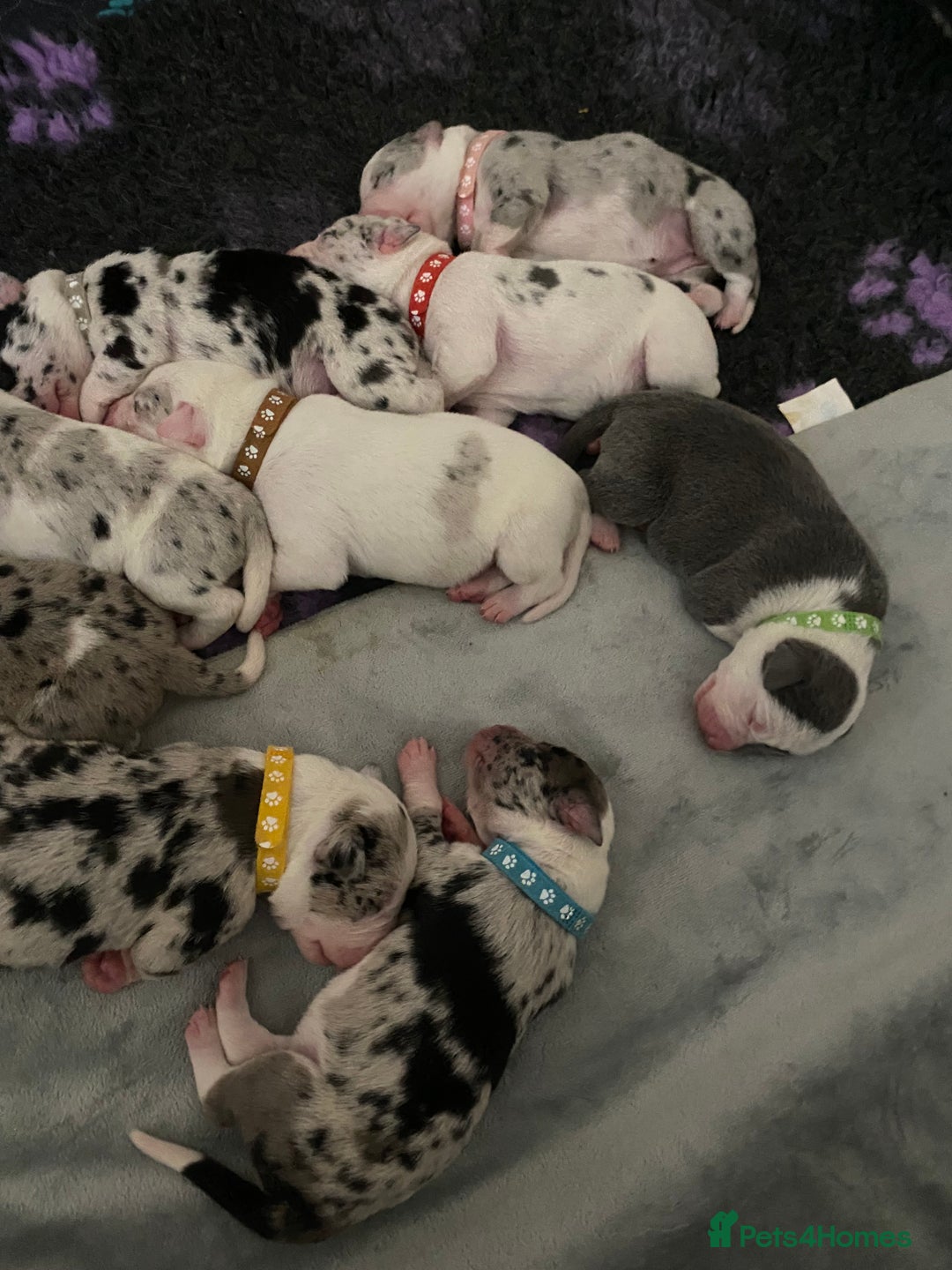 Mixed Breed dogs for sale: beautiful Bull/Greyhound puppies  - Image 19