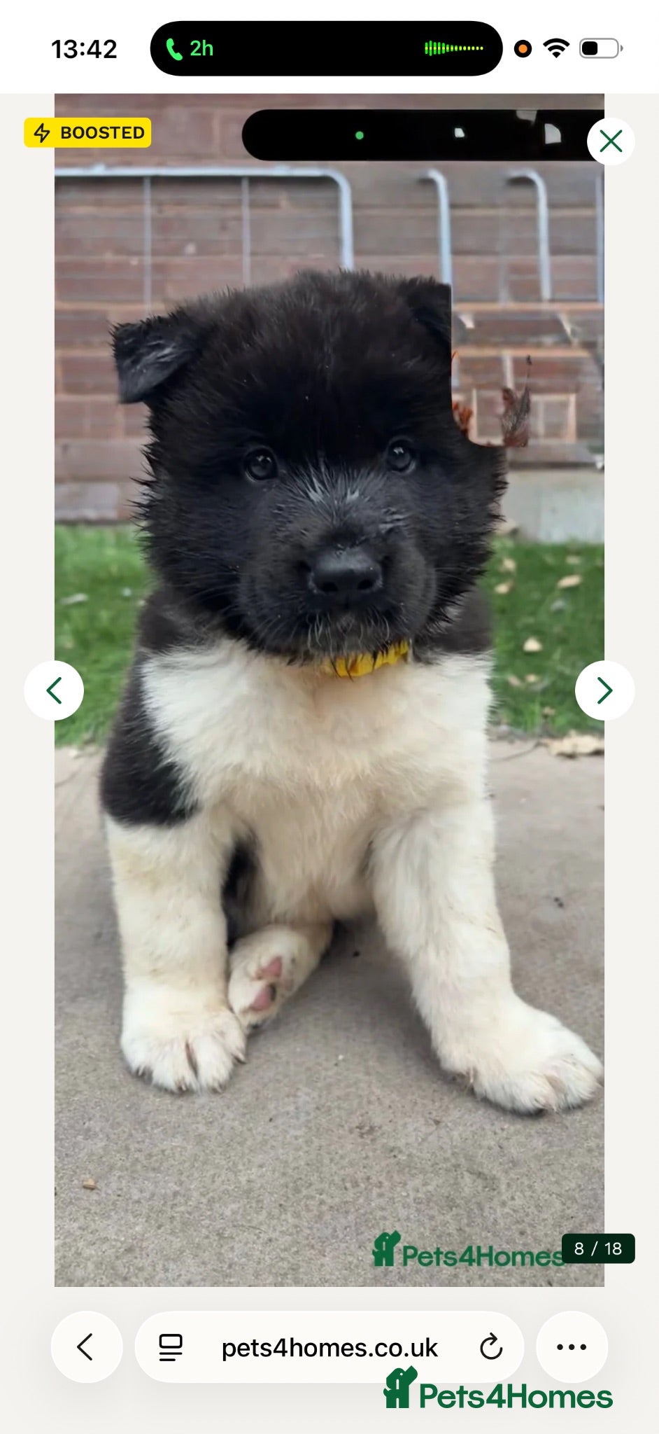 Akita dogs Amazing bundles of joy looking for Forever Homes - Advert 2