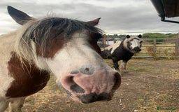 Irish Cob horses for sale: For part loan (not sale)  - Image 1