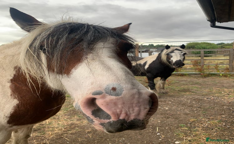 Irish Cob horses - Advert 2