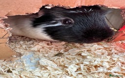 Guinea Pig rodents for sale: 2 male bonded guinea pigs and all accessories  - Image 3