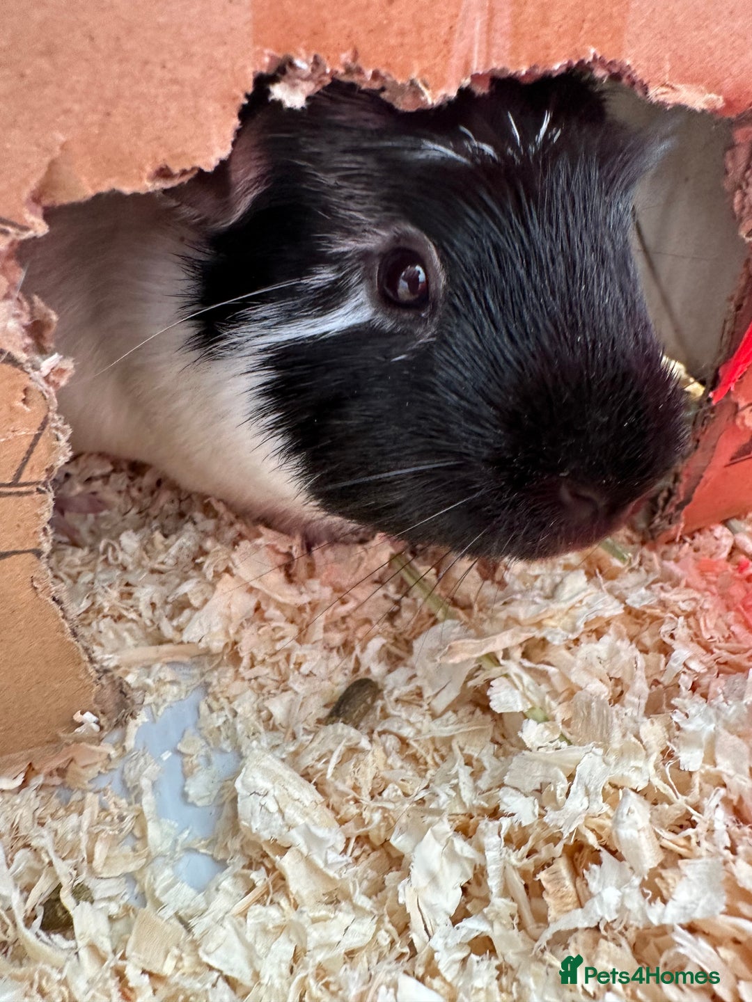 Guinea Pig rodents for sale: 2 male bonded guinea pigs and all accessories  - Image 3