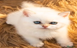 British Shorthair cats for sale: BSH Champion bloodlines TICA Kittens in Bedford - Image 14