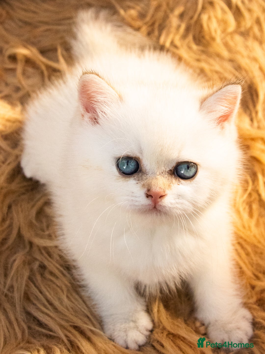 British Shorthair cats for sale: BSH Champion bloodlines TICA Kittens in Bedford - Image 14