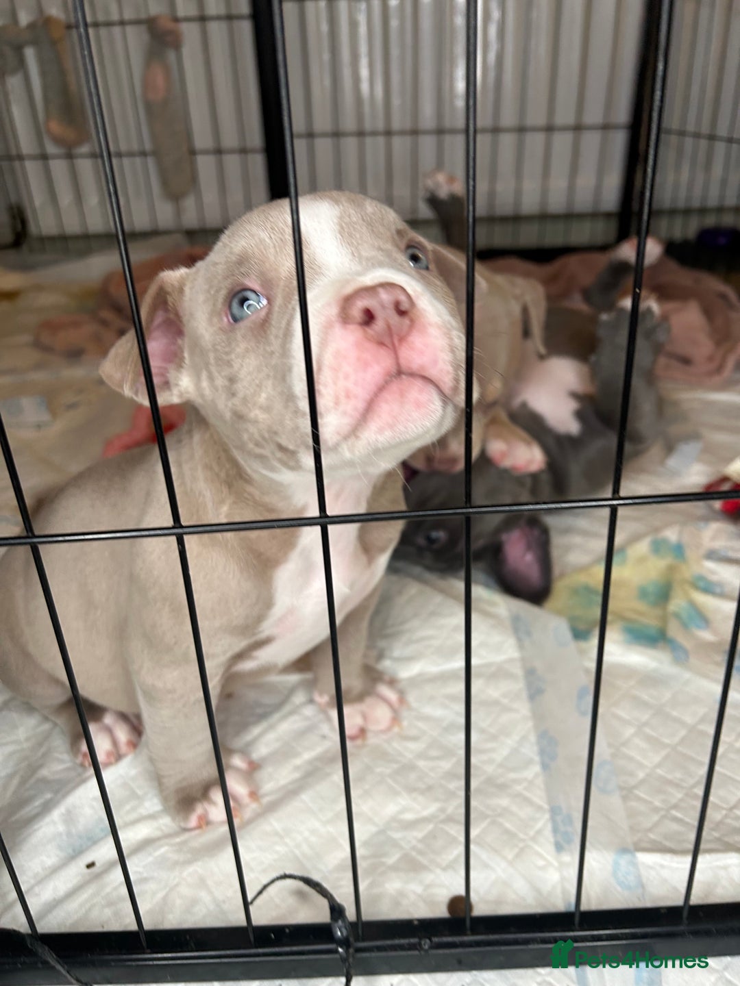 American Bulldog dogs for sale: Pocket bully girl  - Advert 5