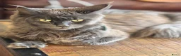 Maine Coon cats for sale: TICA registered Blue male ACTIVE  - Advert 1