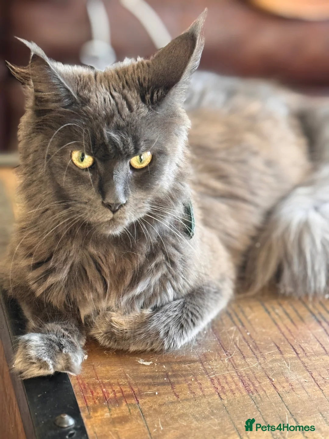 Maine Coon cats for sale: TICA registered Blue male ACTIVE  - Advert 1