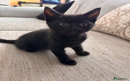 Mixed Breed cats for sale: 1/2 Ragdoll kittens - Image 3